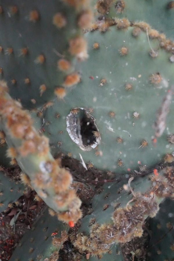 prickly pear with Glochid spines in Tucson