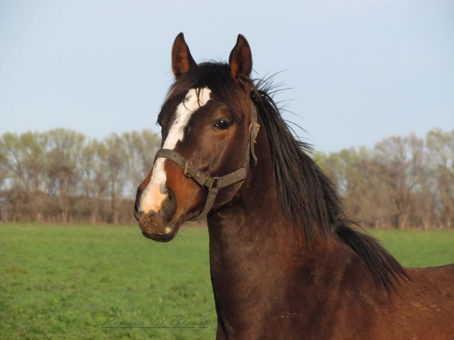 Luyen (Thoroughbred Colt-2011)