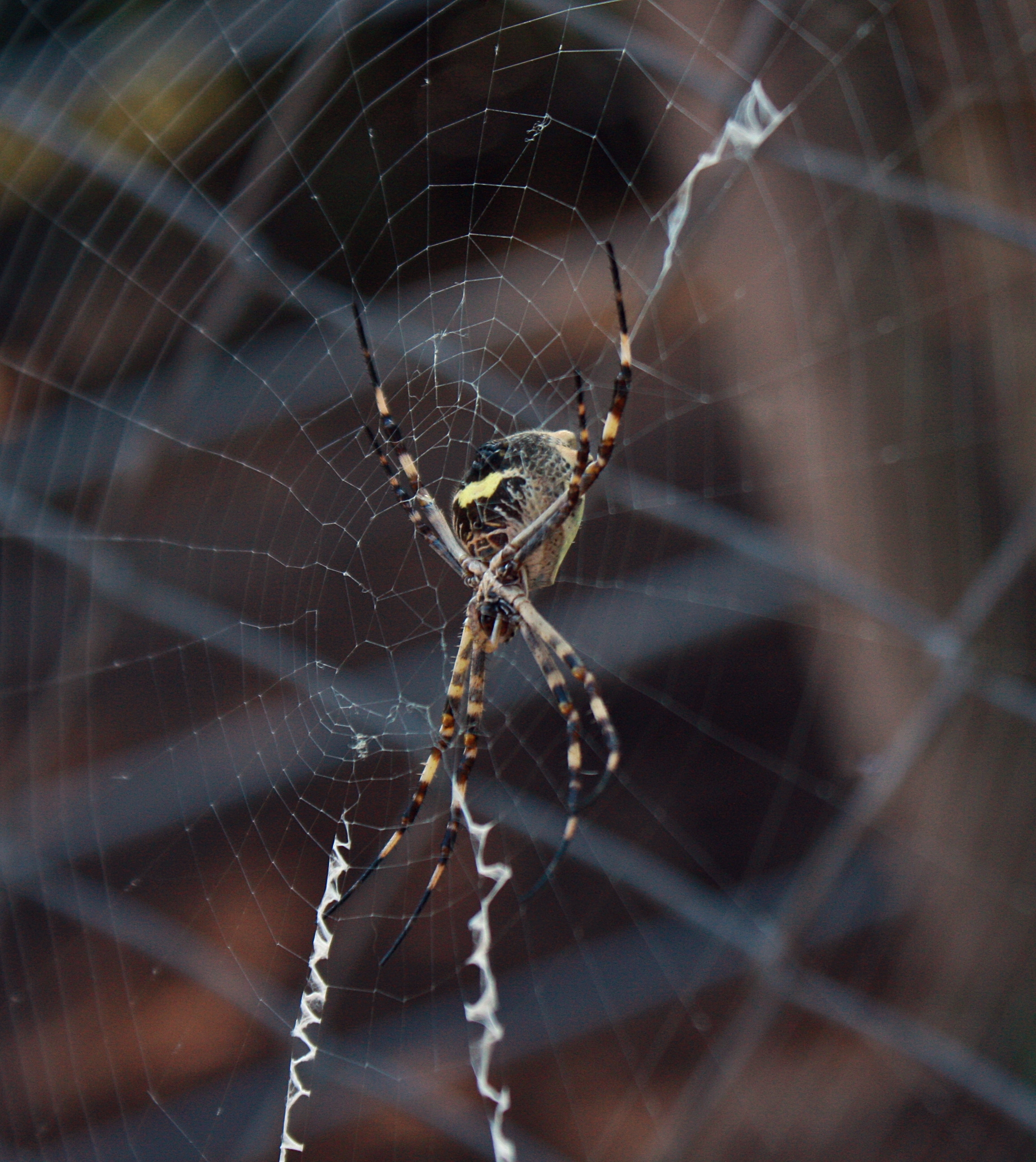 Argiope argentata