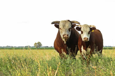 bovine couple