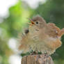 House Wren