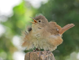 House Wren