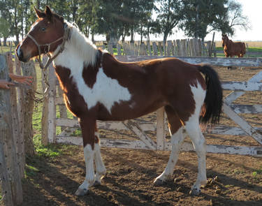 tobiano