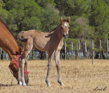 stock foal criollo