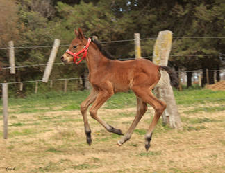 Thorougbred filly 2016