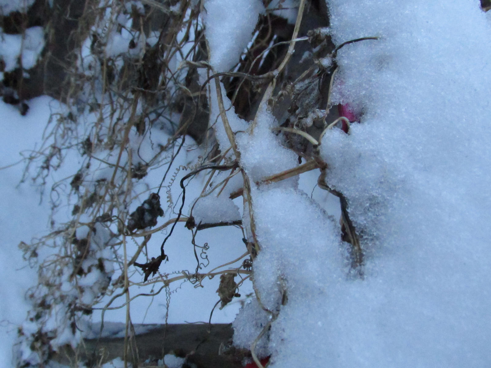 Snow Fence