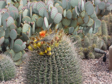 Bird on a cactus