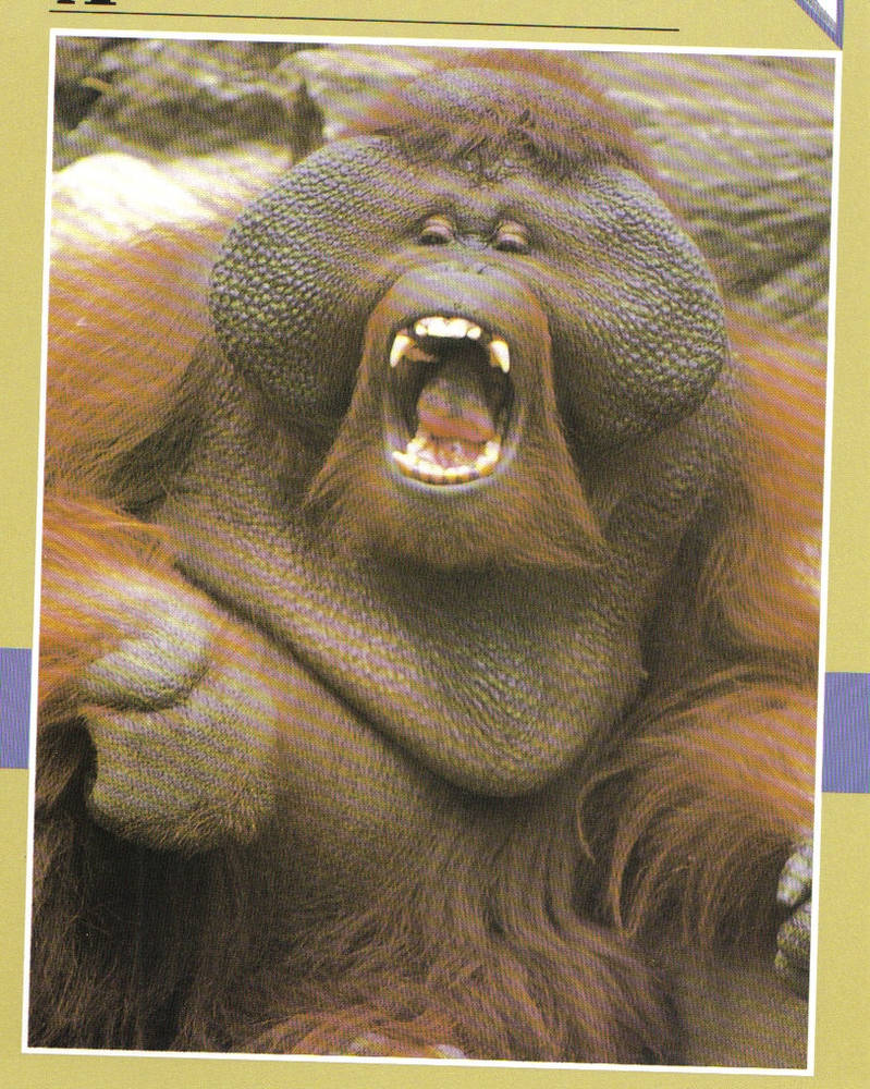 Monkey Rila Monkey Gorilla by Mianna-chan on DeviantArt