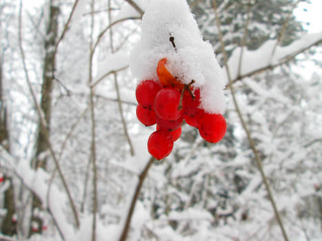 SnowBerries