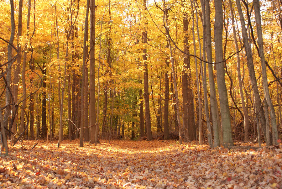 Fall Woods with Vines