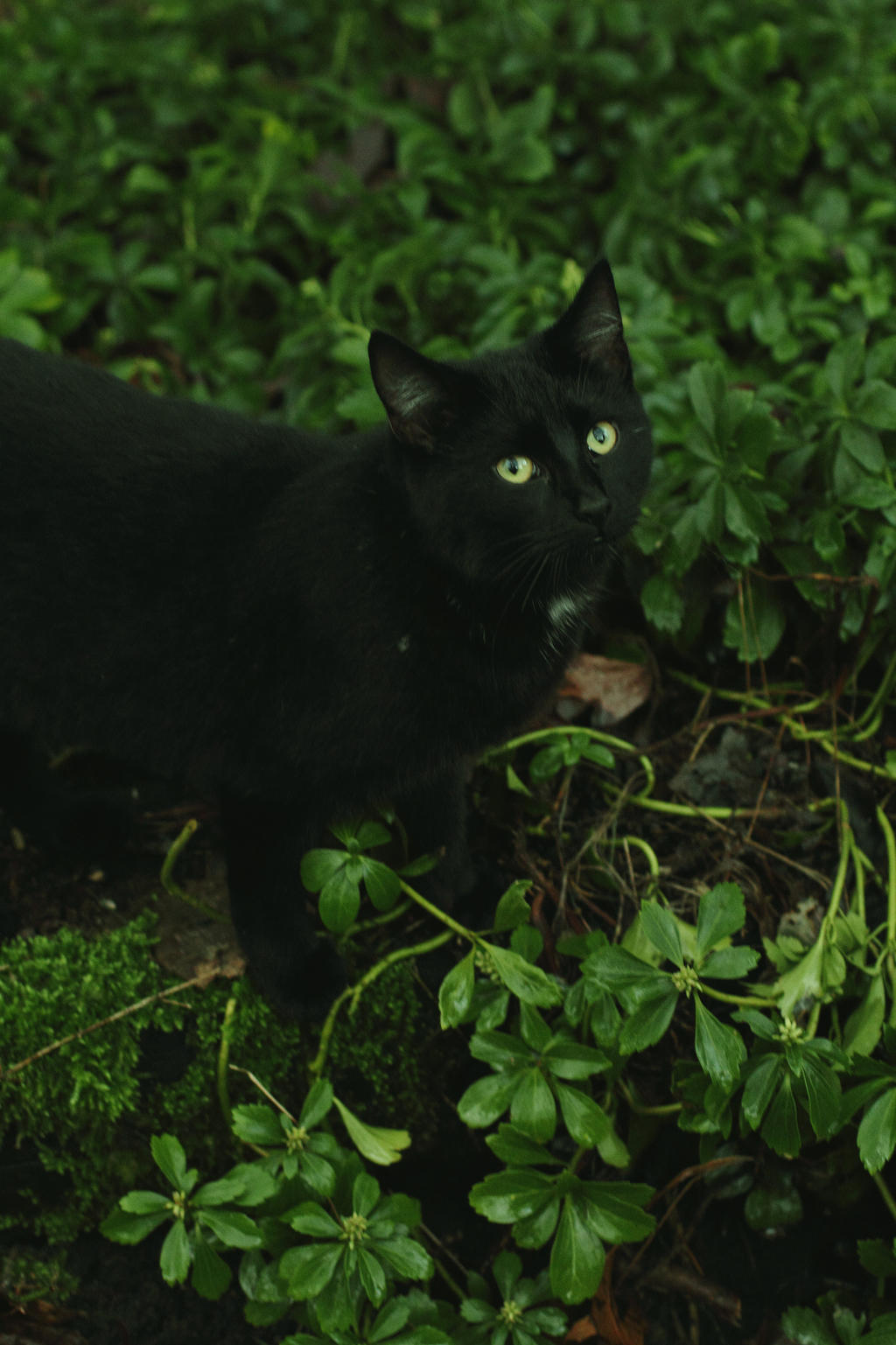 Black Cat in Green
