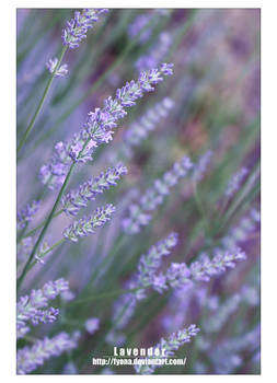 Lavender