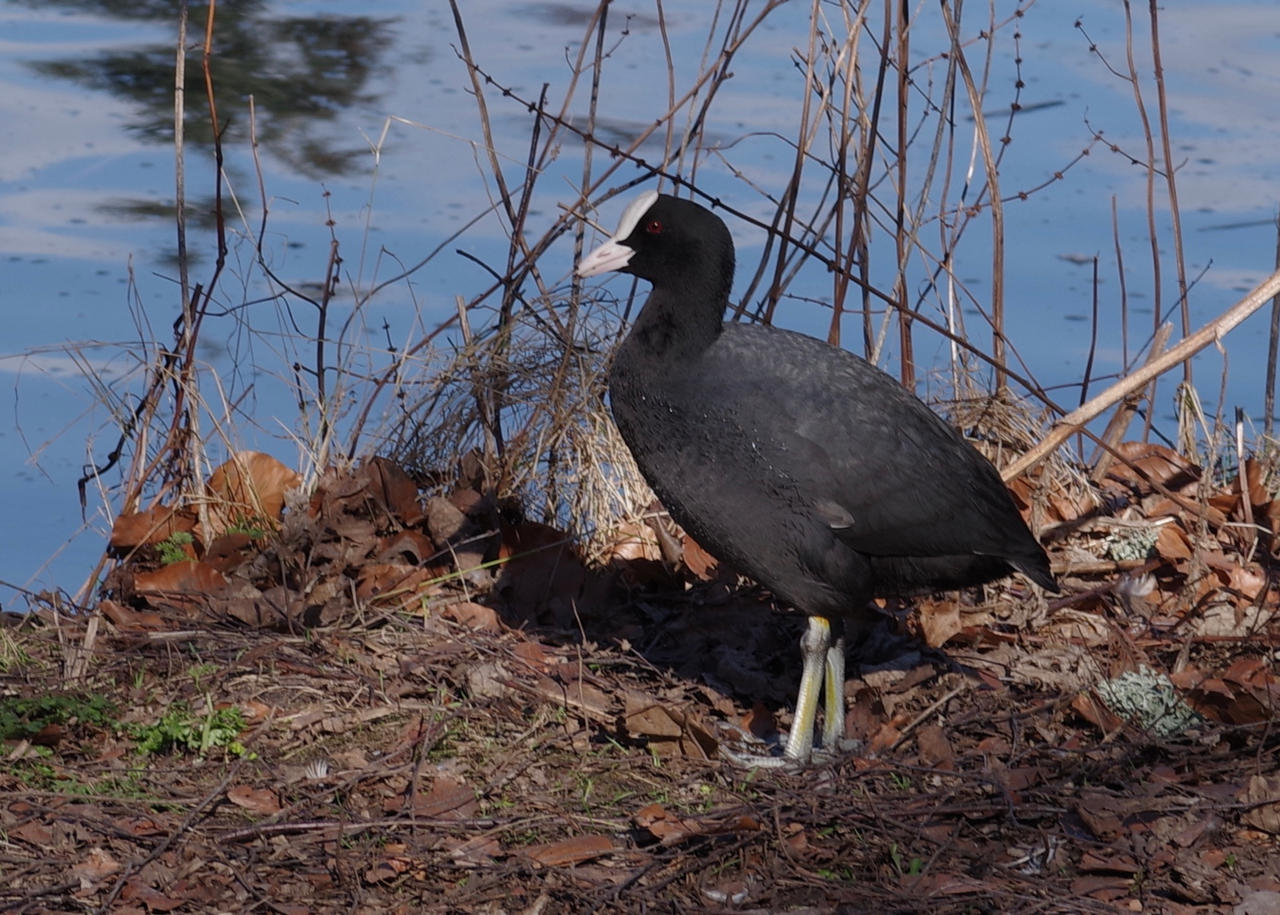 Coot (second edit) by FOTOCHAWE on DeviantArt