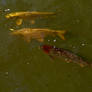 Three koi carp second edit