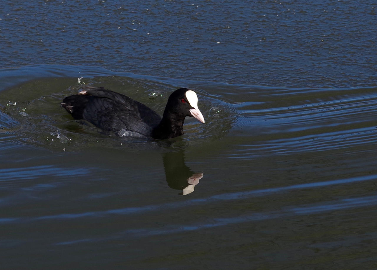 Coot by FOTOCHAWE on DeviantArt