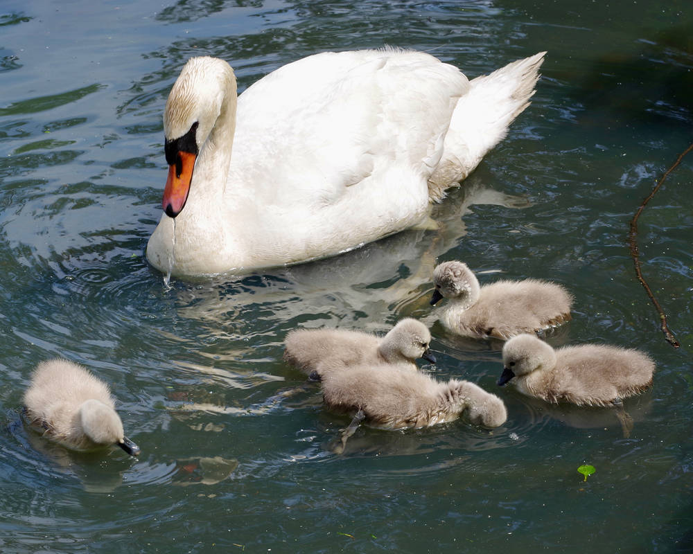 Cygnus olor by FOTOCHAWE on DeviantArt
