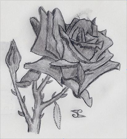 Early Rose Sketch