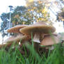 Mushrooms 2