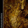 Bathed in Gold