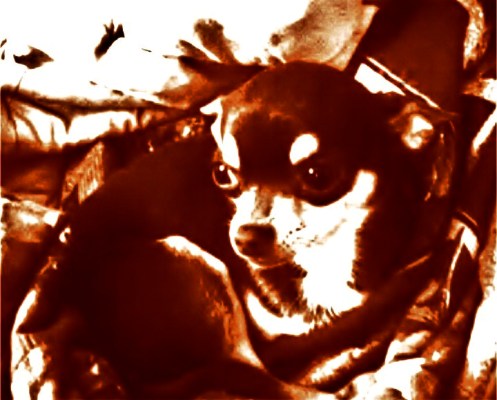 Sepia Chihuahua