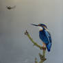 ice bird: Alcedo Atthis