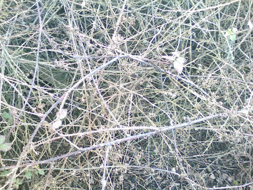 Entangled Brambles Brambles by GlasStain on DeviantArt
