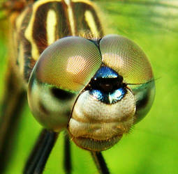 Dragonfly's eyes