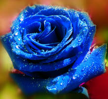 Blue Rose