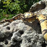 Ball Python: Allegro