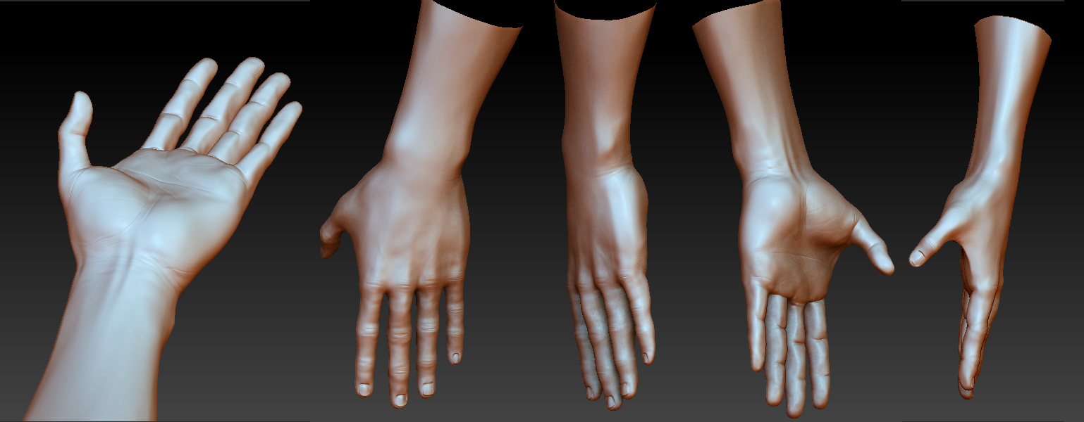 Anatomy Practice - Hands