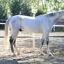 Dappled Grey Stallion 1