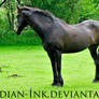 Seal Brown Friesian Mix 4