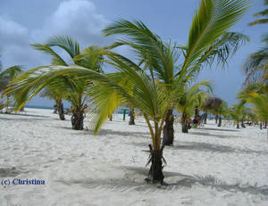 Palm Tree Scenery