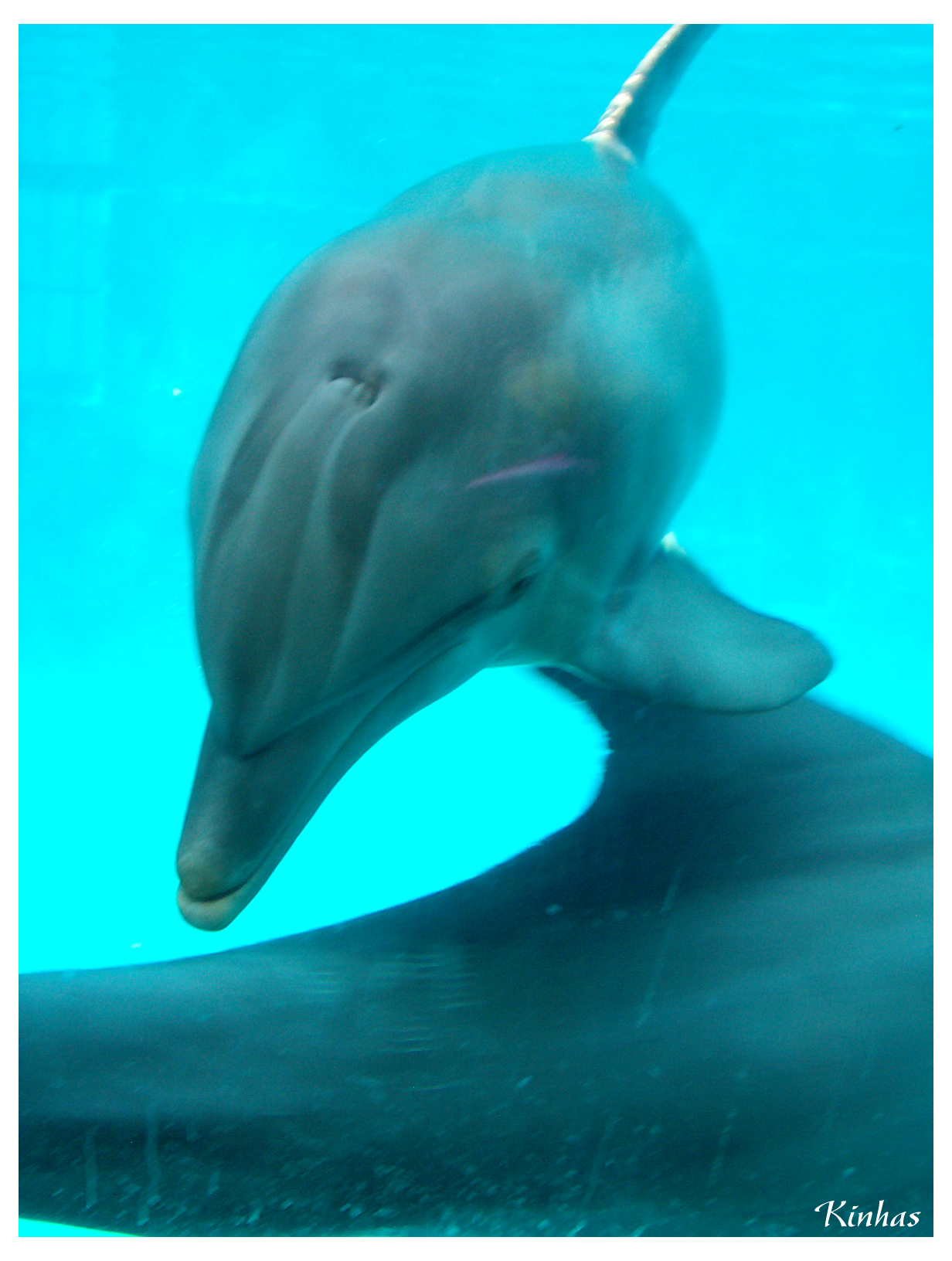 Dolphin