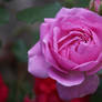 Pink Rose 2