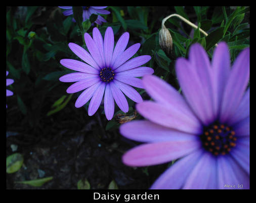 Daisy garden