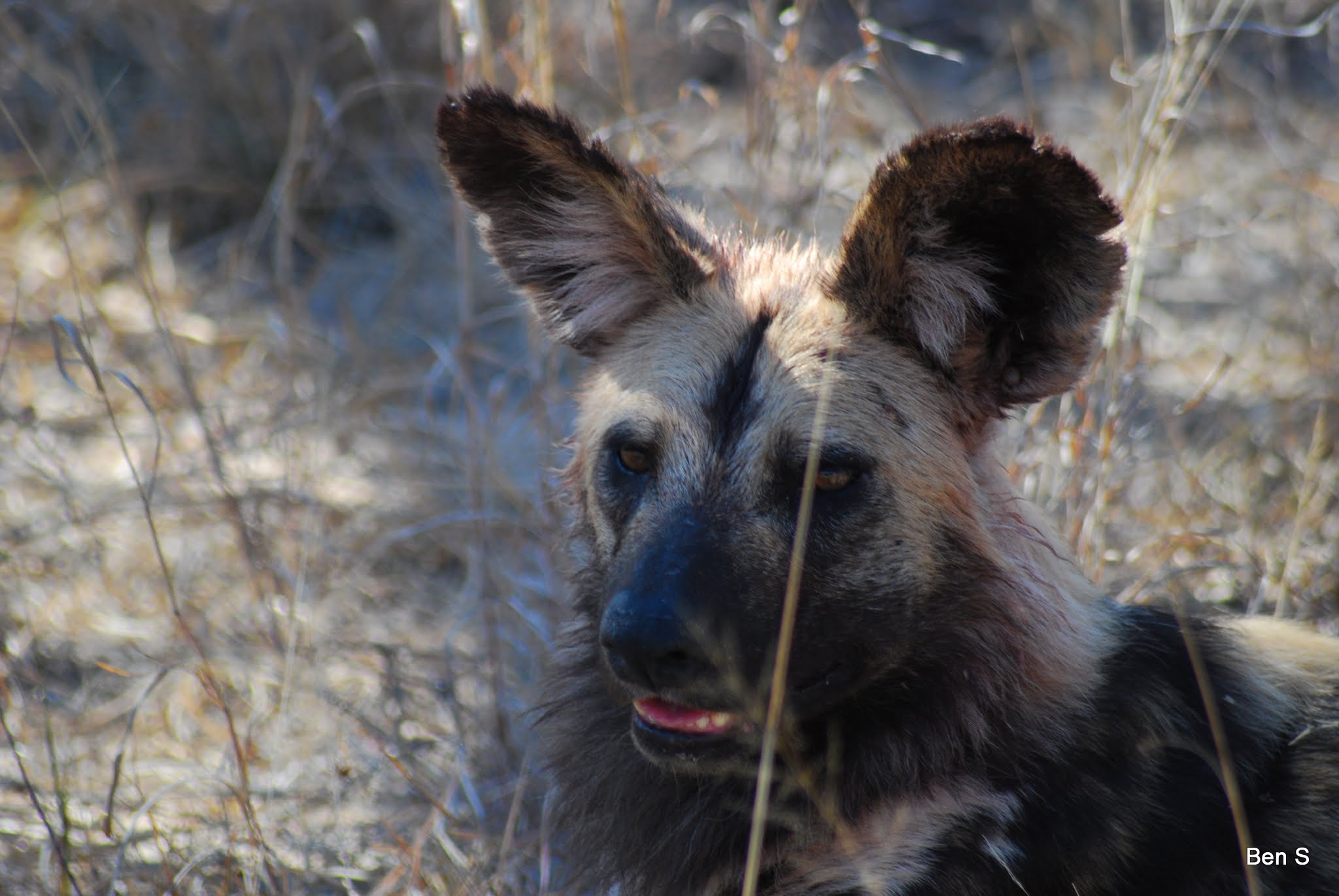 Cape hunting dog