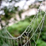 Spider's Pearls 1