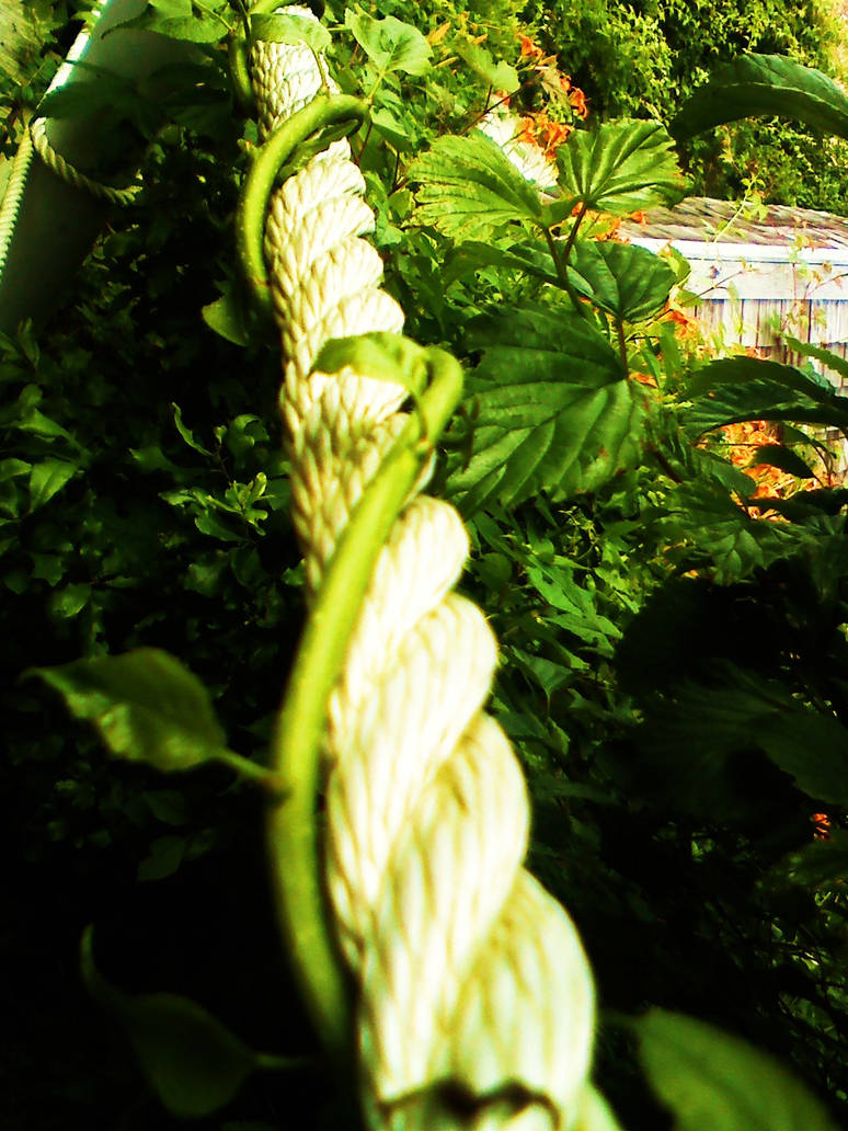 Vines Like Ropes Simile Vine on Rope by HungryGerbal on DeviantArt