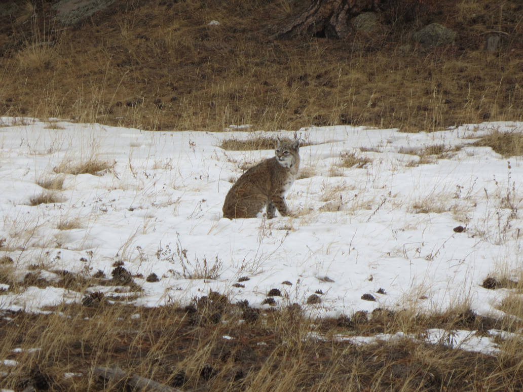 Bobcat 4 by Collidoscope