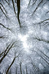 Trees in Snow by pnewbery