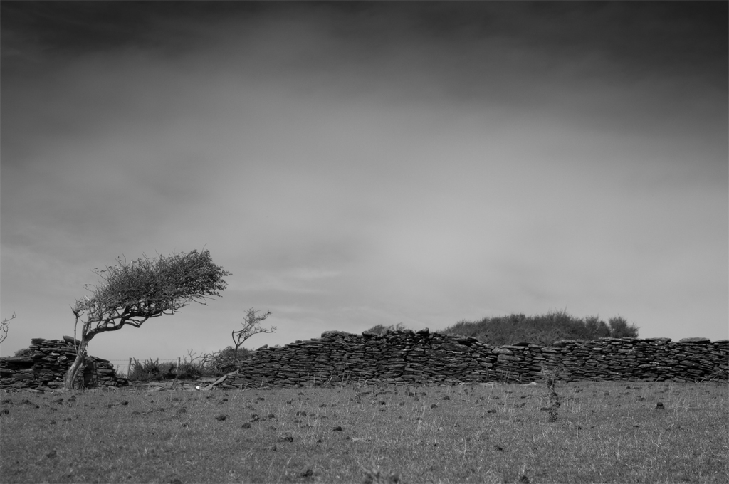 Isolated Tree