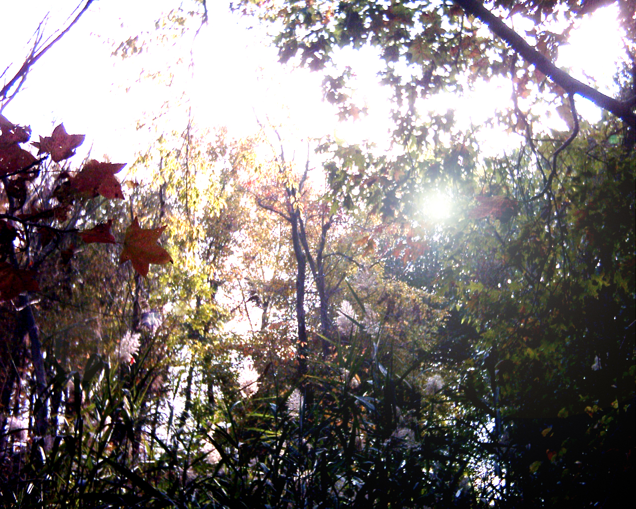 Sun through the Trees