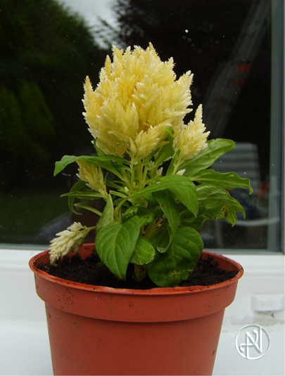 Celosia