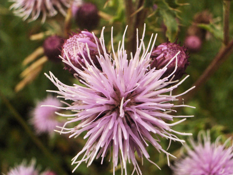 Thistles Are Beautiful