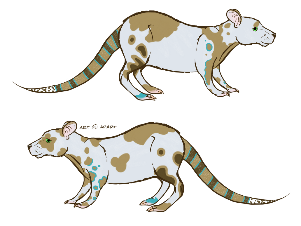 Rat Reference by easnamhach on DeviantArt