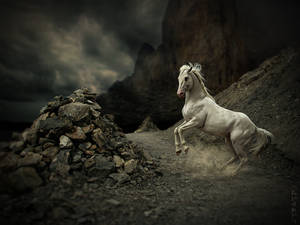 King of wilderness by dilarosa King of wilderness by dilarosa