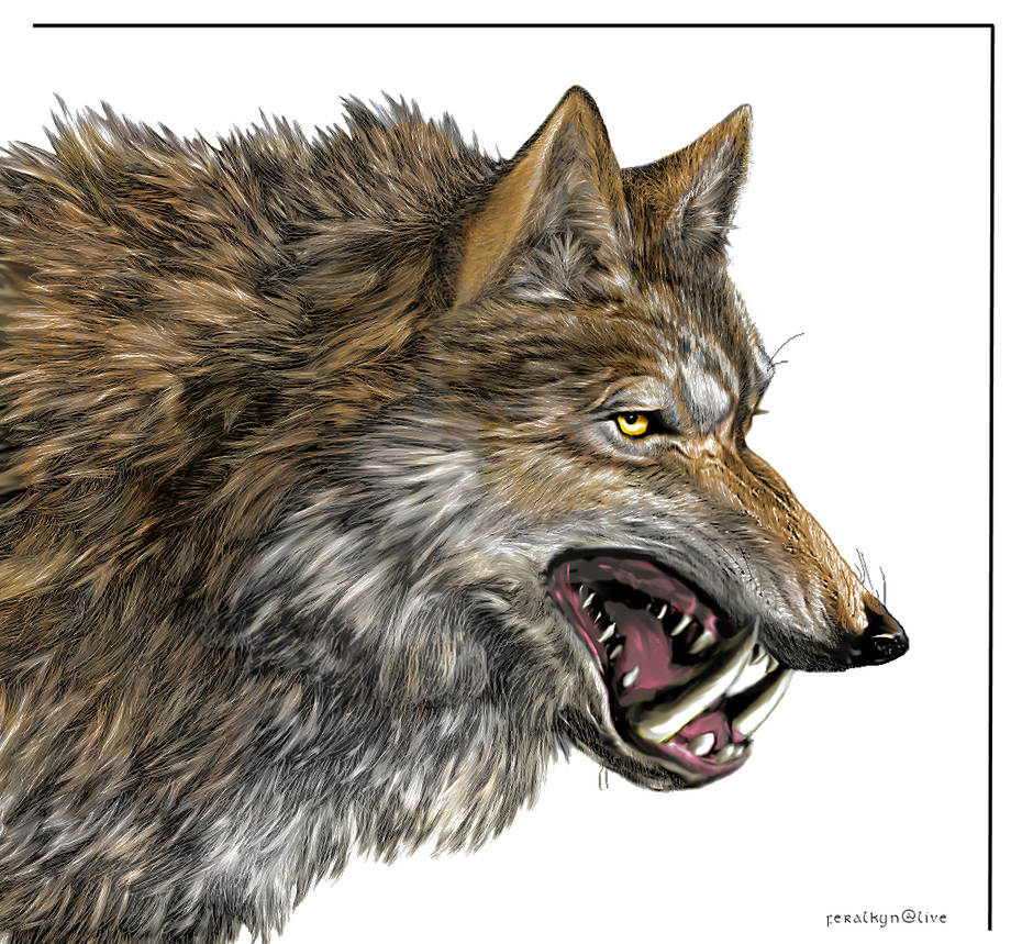 Dire Color Dire Wolf - Color by Feralkyn on DeviantArt