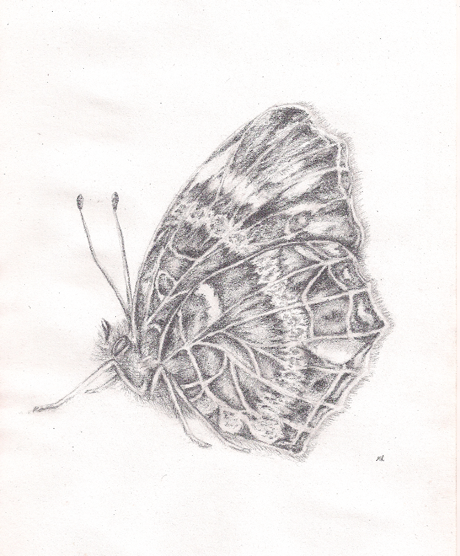 butterfly