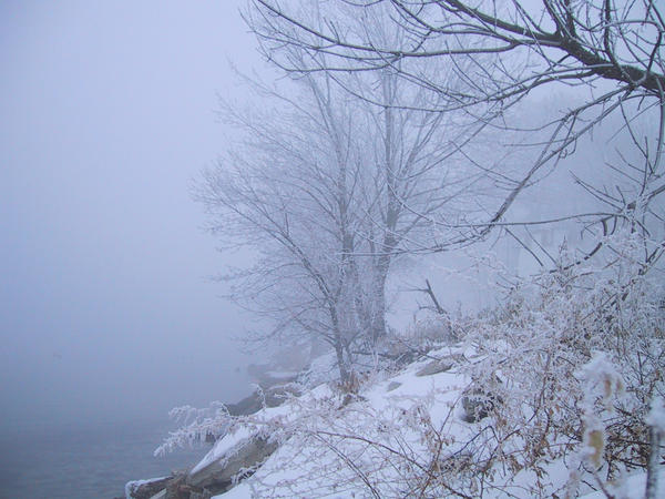 Forest at Winter